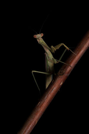 Crisp, Clean studio Shot of Green Praying Mantis on Black Backgroundの写真素材