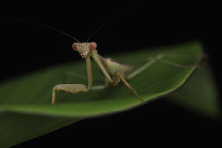 Crisp, Clean studio Shot of Green Praying Mantis on Black Backgroundの写真素材