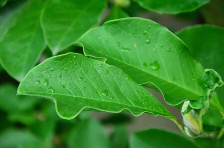 Raindrops on a leaf