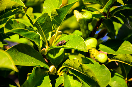 Fly on a leafの写真素材