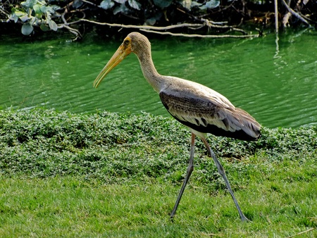 Egret at the zooの写真素材