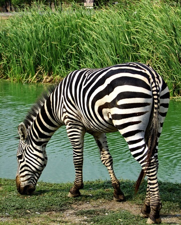 Zebra at the zooの写真素材