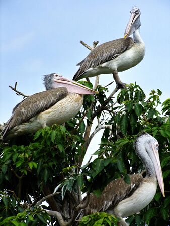 pelicans at the zooの写真素材