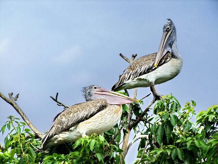 pelicans at the zooの写真素材