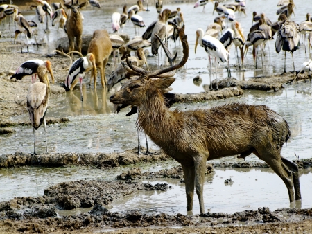 Deer or Antelope in open zooの写真素材