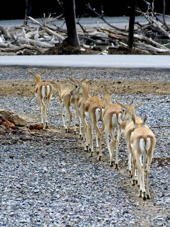 Deer or Antelope in open zooの写真素材