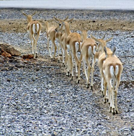 Deer or Antelope in open zooの写真素材