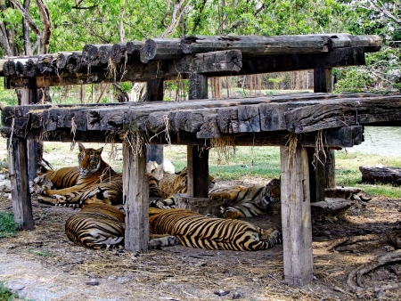 tigers in open zooの写真素材