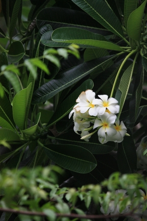 orchid white  in the forestの写真素材