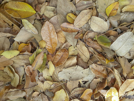 Texture of dry leaves backgroundの写真素材
