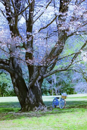 Cherry Trees and Bicycles and Cyclingの写真素材
