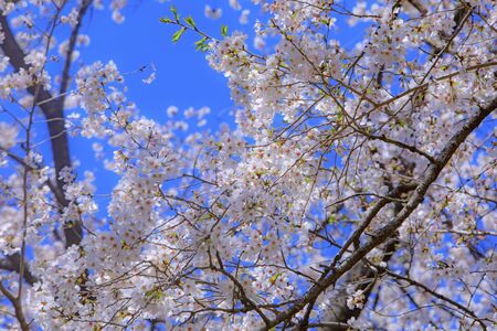 Cherry and blue skyの写真素材
