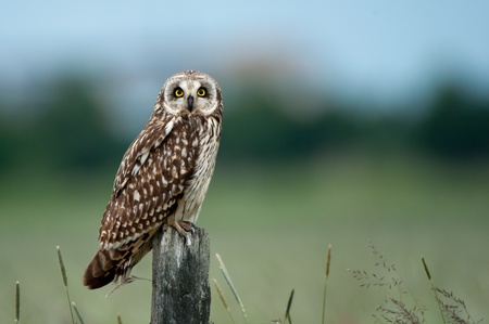 The short-eared owl  Asio flammeus  looking at you sitting on an old wooden post  Uppland, Swedenの写真素材
