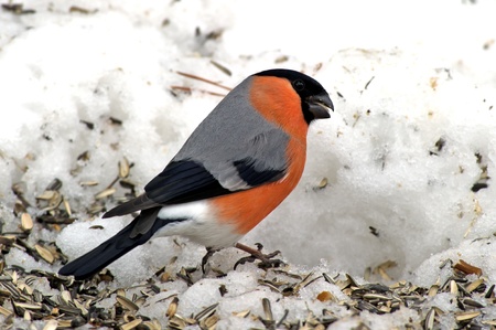The Eurasian Bullfinch  Pyrrhula_pyrrhula  among sunflower seeds in the snow in Uppland, Swedenの写真素材