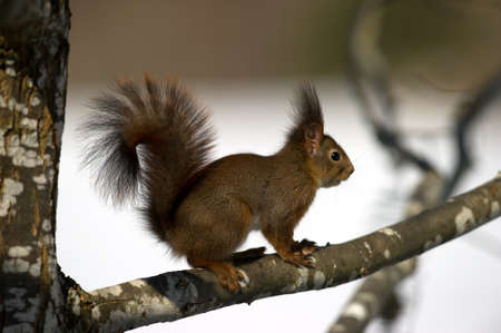 A closeup of the Eurasian red squirrel  Sciurus vulgaris  profile on the oak branch  in Uppland, Swedenの写真素材