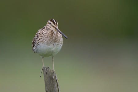 The Common Snipe  Gallinago gallinago  a small wader living in a wet meadow  Likes to sit on fence poles when hunting, in Uppland, Swedenの写真素材