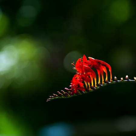 The Montbretia  Lucifer  or Crocosmia  Lucifer  with red funnel-shaped flowers and a nice background  Uppland, Swedenの写真素材