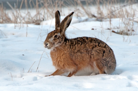The European hare  Lepus europaeus  on a snowy field in Uppland, Swedenの写真素材