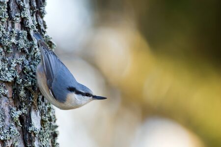 The Nuthatch  Sitta europaea  in a classical position on the pine bark with a light defocused background in Uppland, Swedenの写真素材