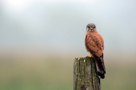 A male kestrel is watching from a wooden fence pole in an early foggy morning in Uppland, Sweden