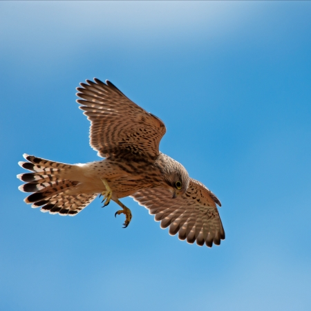 The young kestrel on the first hunting, hovering in the air, with the eyes searching for field-mouse  Uppland, Swedenの写真素材
