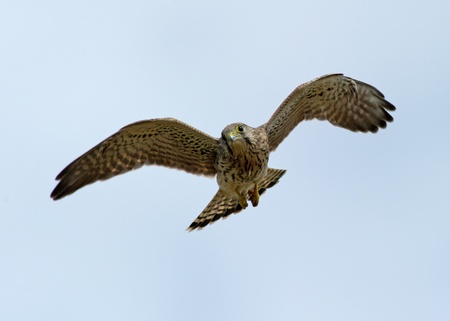 An eye connection between you and the flying wild kestrel  Uppland, Swedenの写真素材