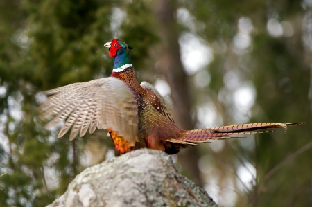 The beautiful colored male Pheasant  Phasianus colchicus  in a typical action when he performs his...