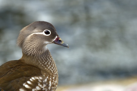 The beautiful female Mandarin Duck  Aix galericulata  a closeup with her typical  white eye-ring and stripe running back from the eye and has a small white flank stripe, and a pale tip to its bill  Visiting a dam  Svandammen  in central Uppsala, Swedenの写真素材