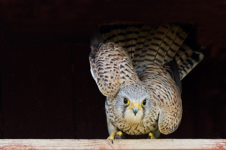 The female kestrel ready to leave her nestの写真素材
