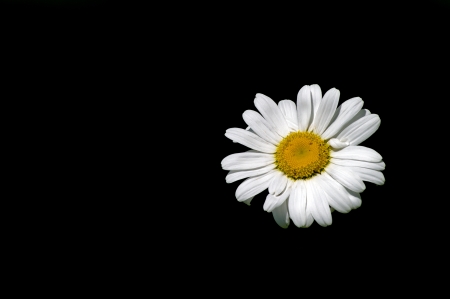 A single Ox-eye daisy  Leucanthemum vulgare  with a black backgroundの写真素材