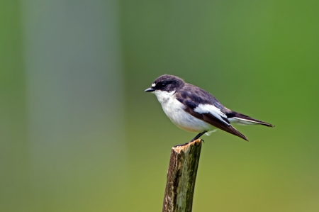 The male European Pied Flycatcher  Ficedula hypoleuca  ready to catch a flyの写真素材