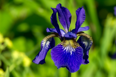 The coloful Siberian Iris  Iris sibirica  a perennial plant with purple-blue flowers with a paler...