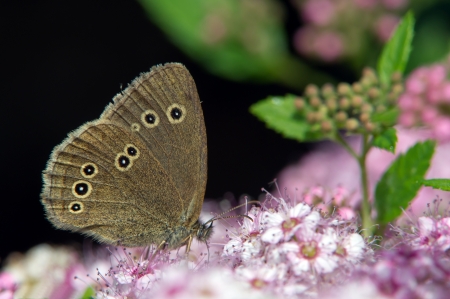 The Ringlet  Aphantopus hyperantus  drinking nectar from Spiraea japonica 