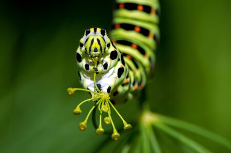 A closeup of the caterpillar of the Old World Swallowtail  Papilio machaon  who likes the dill seeds in Uppland, Swedenの写真素材