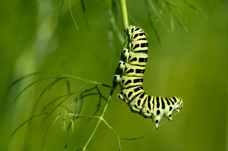 Caterpillar of the Old World Swallowtail  Papilio machaon  likes to eat the sprig of dill from the end, in Uppland, Swedenの写真素材