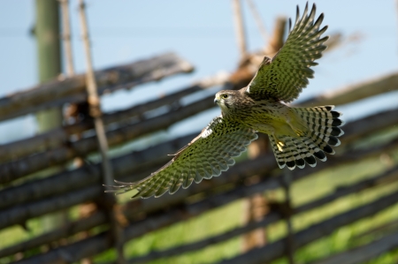 The juvenile kestrel is flying close to the green grassの写真素材