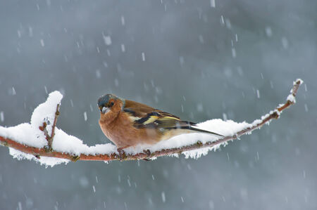The male Chaffinch on a snowy twig with snow in the plumage  Uppland, Swedenの写真素材