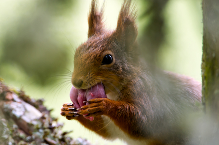 The red squirrel or Eurasian red squirrel  Sciurus vulgaris  moves her baby to a safer place  In Uppland, Swedenの写真素材