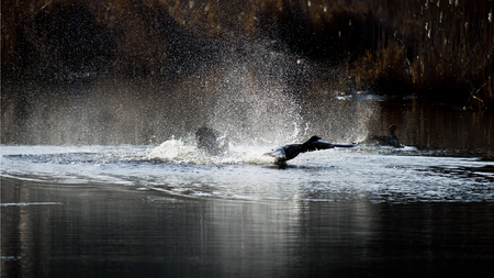 Another dramatic fight of preserves between the greylag geese  の写真素材