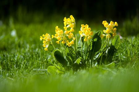 The Key of Heaven or the beautiful cowslips  Primula veris  common in open fields and meadows, here in a lawn in Uppland, Swedenの写真素材