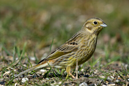 The female Yellowhammer  Emberiza citrinella , a seed and insects eating passerine bird in the bounting family  Here watching around  Uppland, Swedenの写真素材