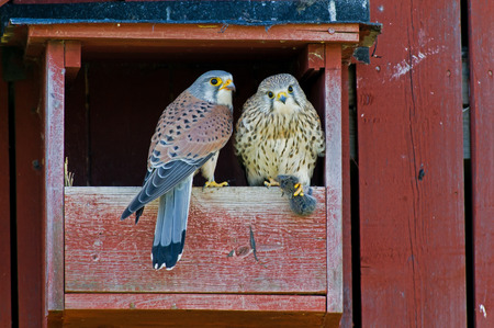 The beautiful male Kestrel  Falco tinnunculus  has just presented the female Kestrel a vole  A part of the mating, Uppland, Swedenの写真素材