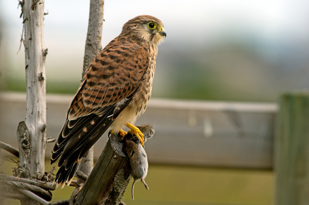 The juvenile european kestrel  Falco tinnunculus  with the capture, a vole  Uppland, Swedenの写真素材