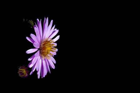 The Michaelsmas daisies or Aster with a black backgroundの写真素材