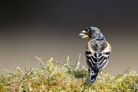 A beautiful male brambling fringilla montifringilla with his black hood showing his back. In summer the hood is all black.の写真素材