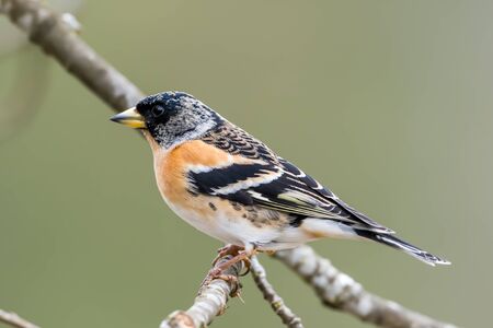 A beautiful male brambling fringilla montifringilla with his black hood perching on a twig in the oak. In  summer the hood is all black.の写真素材