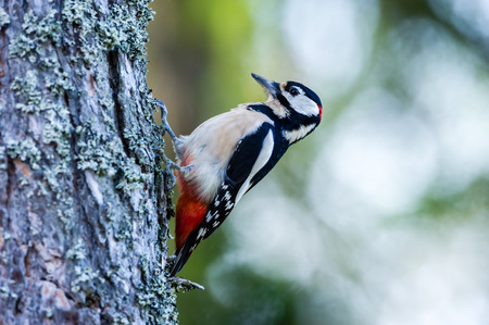 The male Great Spotted Woodpecker Dendrocopos major sitting on the pine bark in a forest, Uppland,...