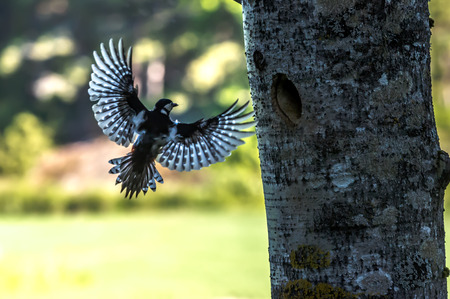 The female greater woodpecker Dendrocopos major deliver fresh insects in the morning light to her nestlingsの写真素材