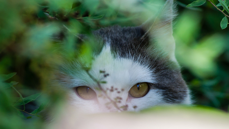 The wild cat watching from a safe place in the bushes.の写真素材