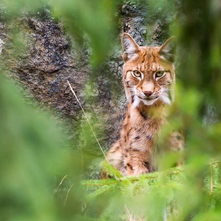Eurasian lynx Lynx lynx Sweden had an estimated population of about 1400 lynx in 2006 and 1250 in 2011 and they try to keep it on that level.の写真素材